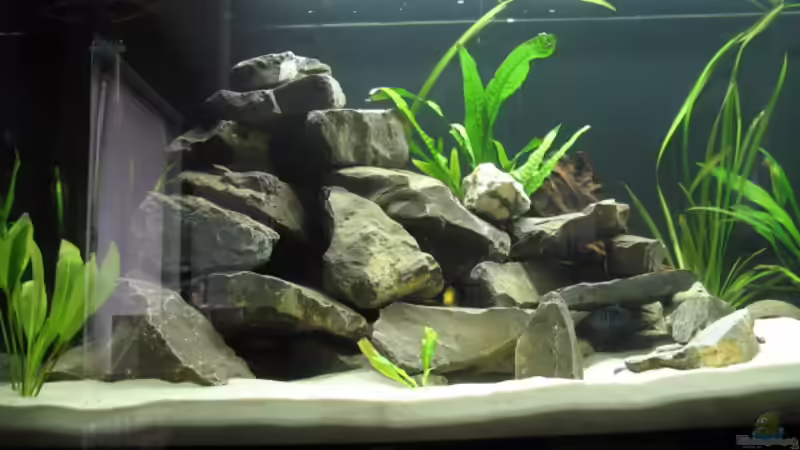 Linke hälfte von Zonk (2)