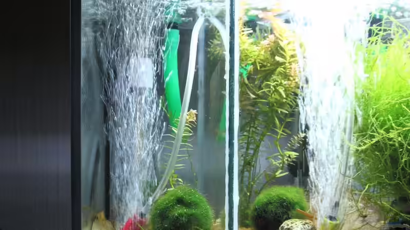 Linke Kammer (Paarungs-Suite) - 10cm breit von Micha (10)