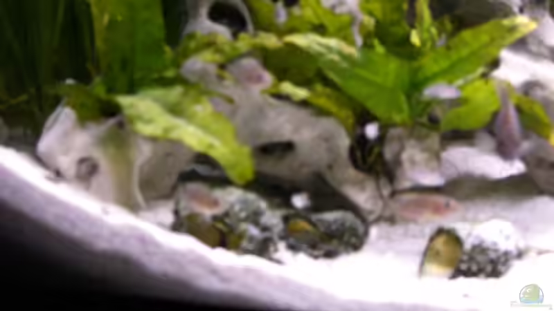 linke Kolonie: die besten Bilder die ich bisher von den Fischen machen konnte von Stefan Anhalt (15)