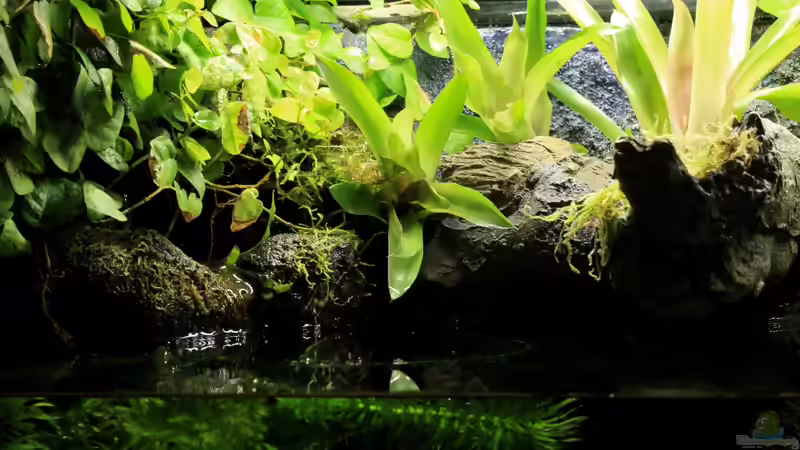 linke obere Beckenseite von die Perle... (34)