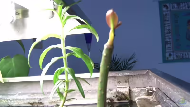 linke Pflanze unbekannt / rechts die Mangrove von Ronald Boshold (6)