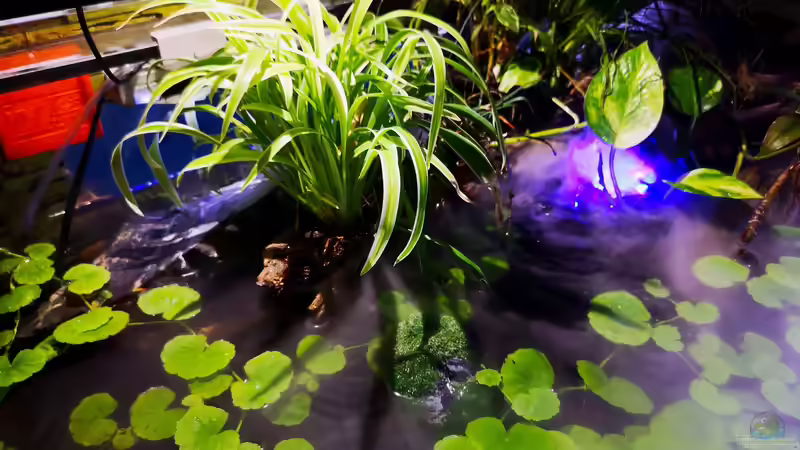 linke Quelle mit Bewuchs von Alexander Deepocean (27)