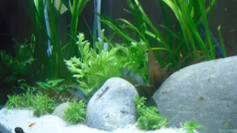 linke seite .. und jetzt wachsen --> bitte von Fireman (13)