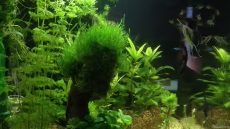 linke Seite... von Tarmina (6)