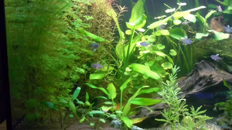 Linke Seite  ( aktuell vom 15.04.08 ) von Vabene (4)