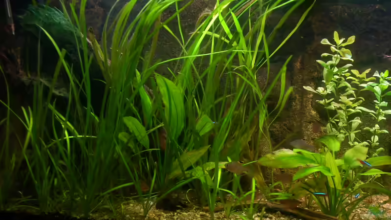 Linke Seite - Pflanzenwald von @quarium Cologne (29)