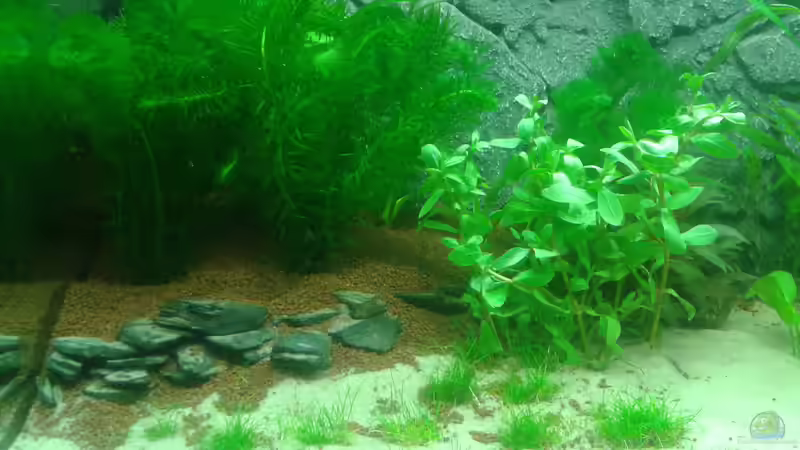 linke Seite, 26. Februar von Deoroller (31)