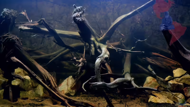 Linke Seite: Ein erstes schnelles Foto, das Fine-Tunig fehlt noch, von GGuardiaNN (3)