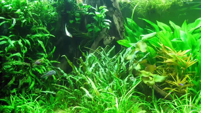 Linke Seite, Mangrovenstamm von Rheinländer (6)