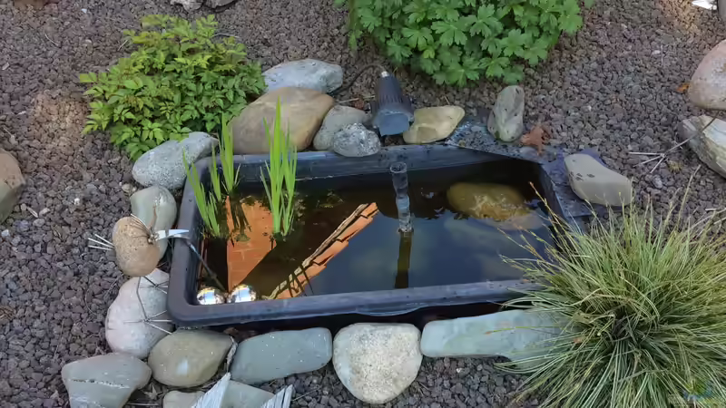 linke Seite, Sumpfschwertlilie von herkla (12)