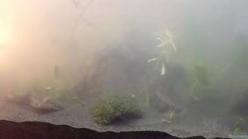 Linke Seite  von Ceylon (50)