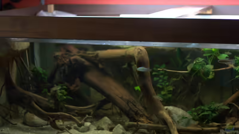 Linke Seite  von Didi (13)