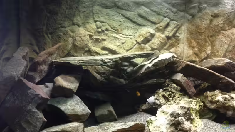 Linke Seite  von Malawianer09 (2)