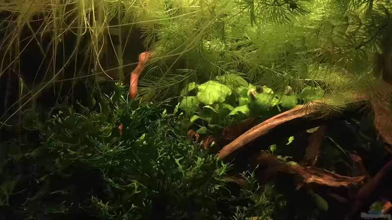 Linke Seite  von Ottche (13)