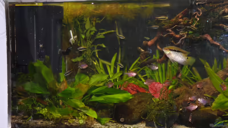 Linke Seite  von schmitzkatze (2)