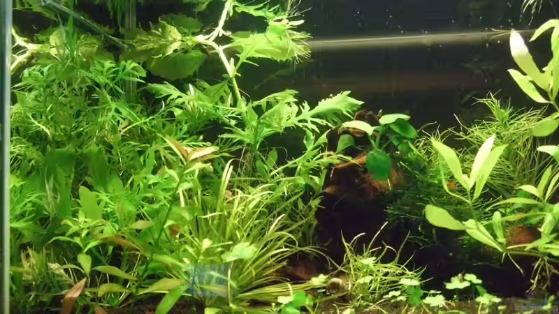 linke Seite, zu Beginn von lukasg (7)