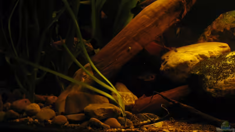 linke Seite 04.12.2013, mehr ´Erosionscharakter´ wird folgen von der Theoretiker (47)