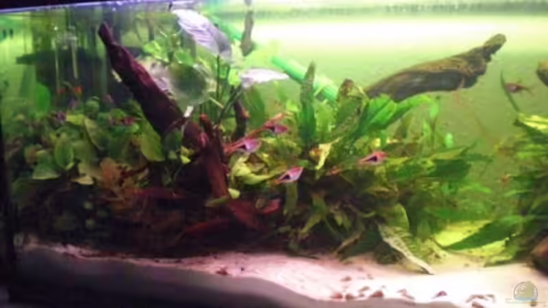 linke Seite 05.04.09 von Dominik (5)