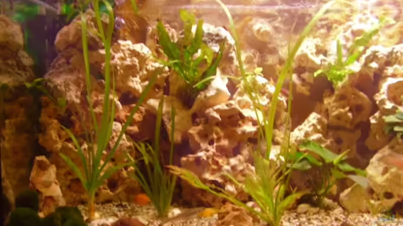 Linke Seite 06.06.08 von Peters Laden (8)