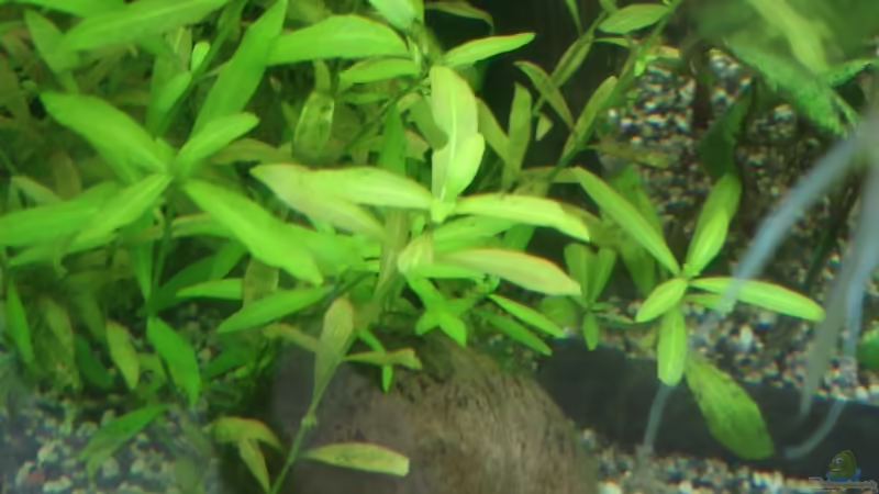 linke Seite 06.07.08 von quickmike (6)