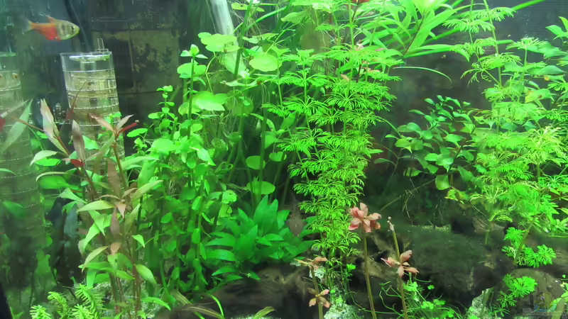 Linke Seite 06.09.2016 von Tigerlotus (3)