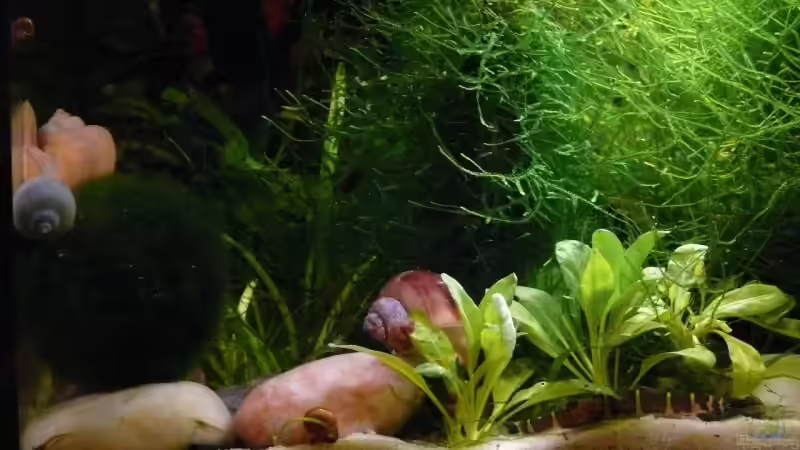 linke Seite 1.11.2009 von Bunter Fisch (2)