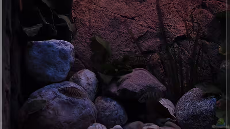 linke Seite (1) von ***ELLIS*** (13)