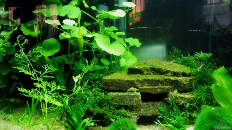 linke Seite 11.01.07 von Monika Maier (2)