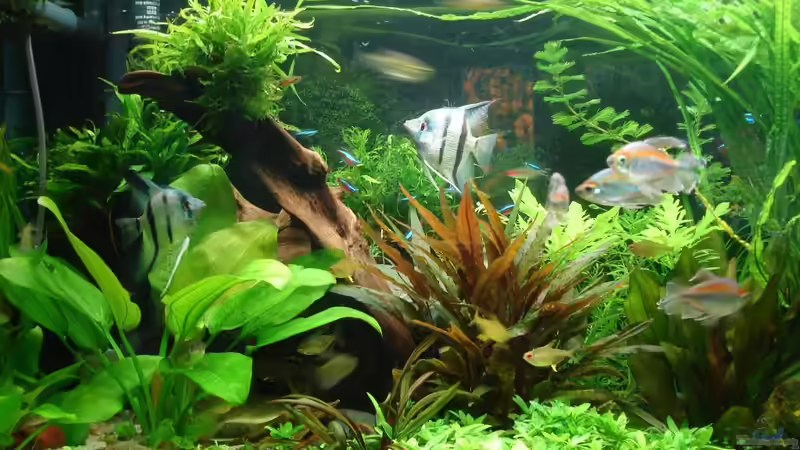 linke Seite 12.05.2014 von Grünhexe (108)