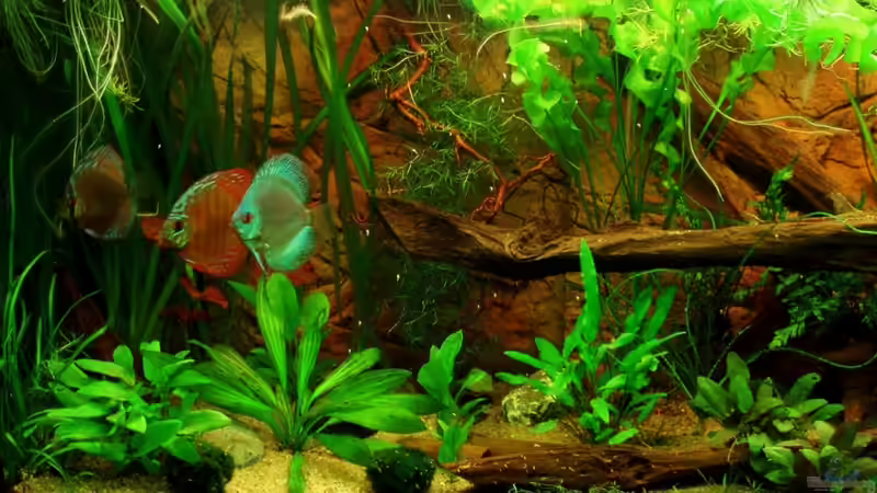 linke Seite 18.07.11 von ~Marco~ (34)