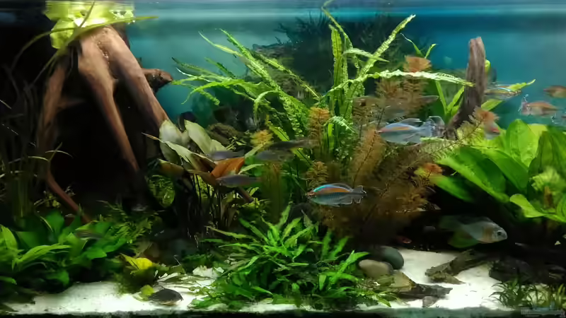 linke Seite 2017 von Grünhexe (56)