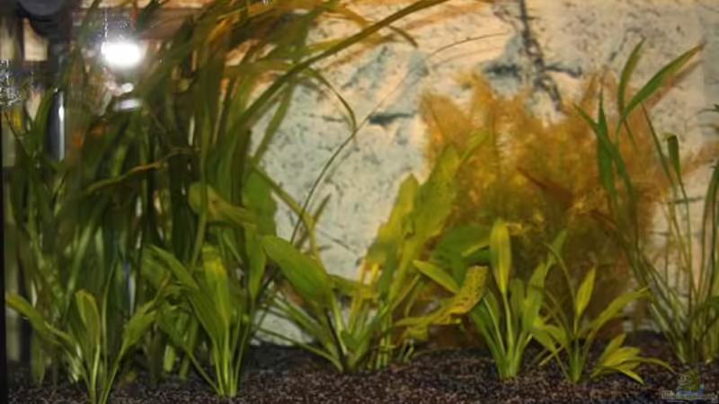 Linke Seite 21.07.2010 von K@i (4)