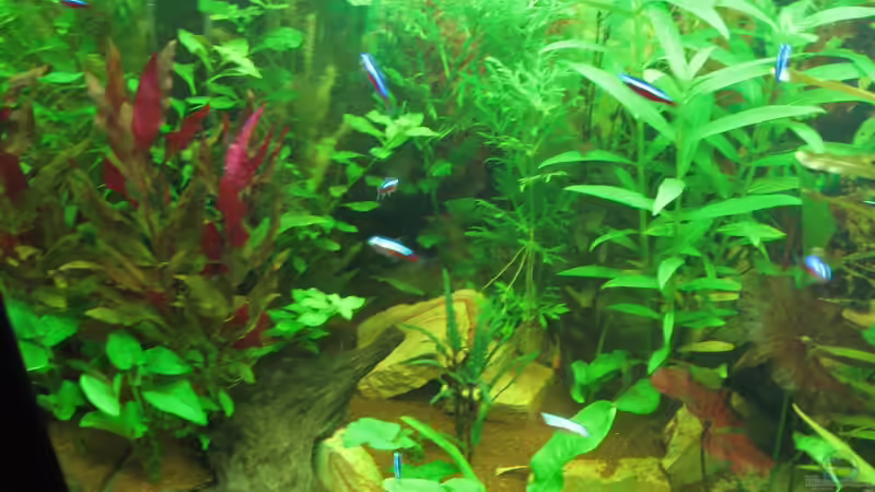 linke Seite 24.10.12 von Zodiack (15)