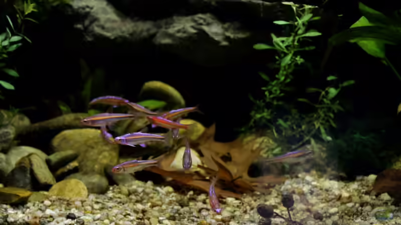 linke Seite (26.08.2013) von die Perle... (13)