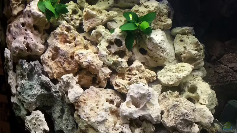 Linke Seite 26.11.2012 von Volker (5)