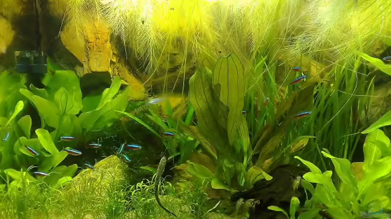 linke Seite 28.12.07 von Thomas Oetjen (8)