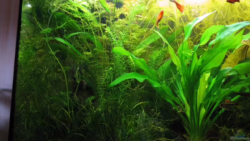 linke Seite 30.03.2010 von Marlone (6)