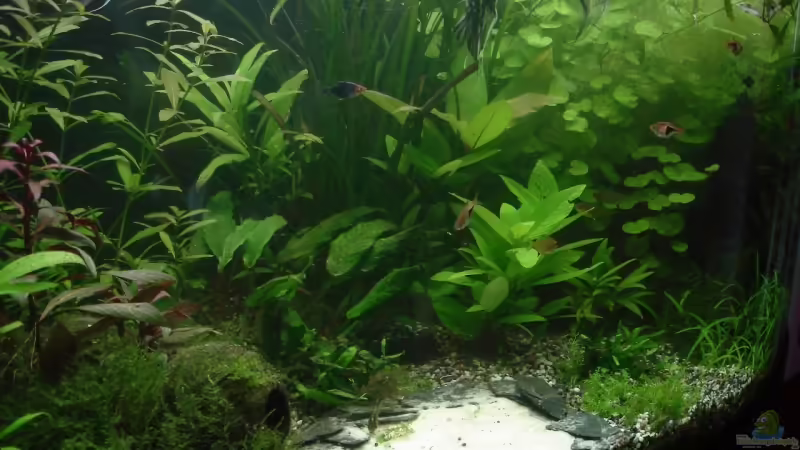 linke Seite 31.08.08 von quickmike (8)