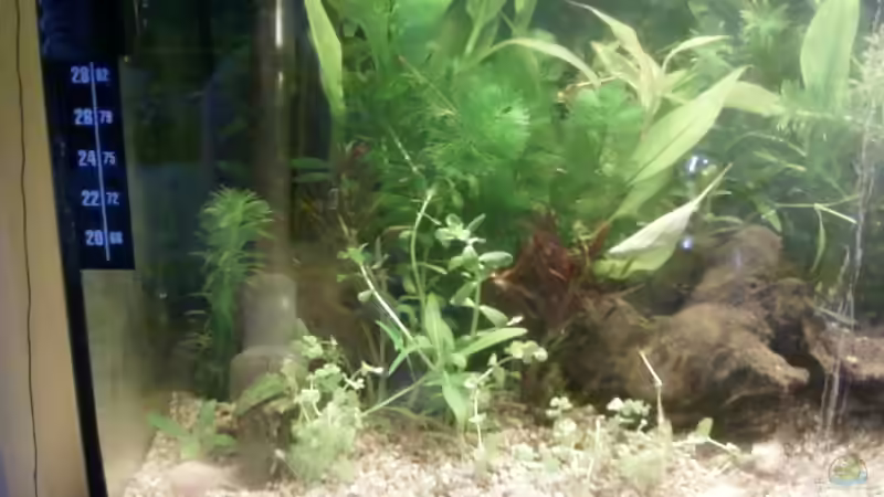 linke Seite 31.08.13 von Reinhold Berk (15)