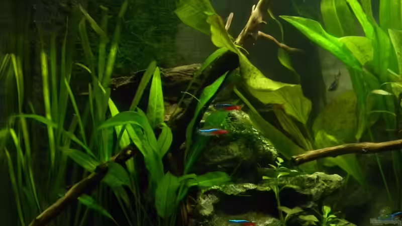 linke Seite am 10.06.2011 von Alfur (2)