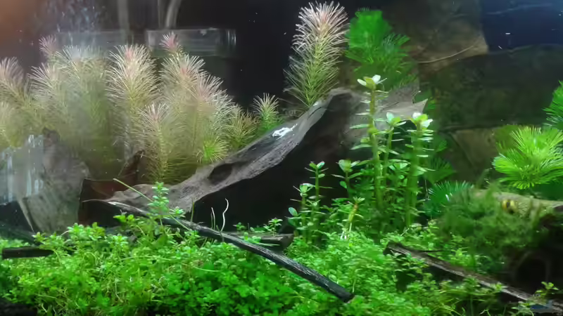 Linke Seite Anfang 06.2016 von Kai M (11)