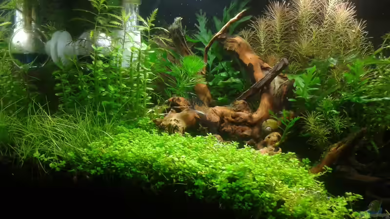 Linke Seite Anfang 06.2016 von Kai M (12)