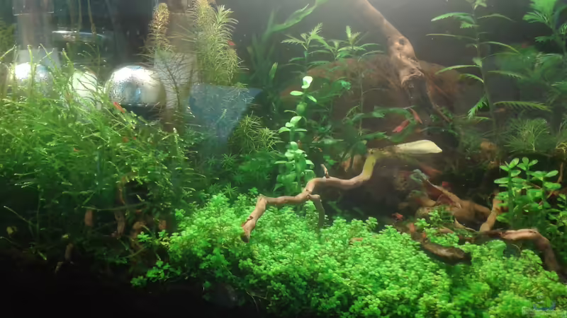 linke Seite Anfang 06.2016 von Kai M (13)