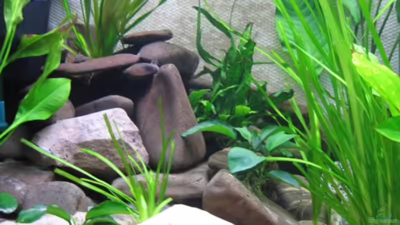 Linke Seite Bachkiesel von Klaus Hagemann (3)