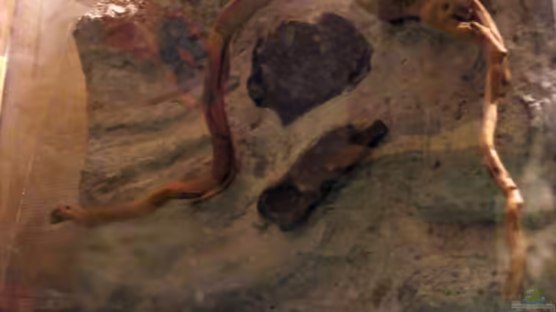 linke Seite der Rückwand, noch ohne lehmschicht von Falk (39)