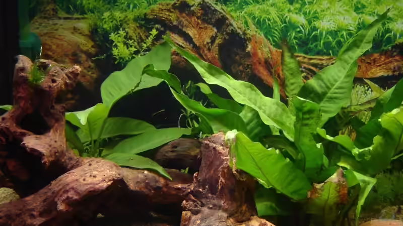 Linke Seite des AQ von Monika und Roman J. (2)