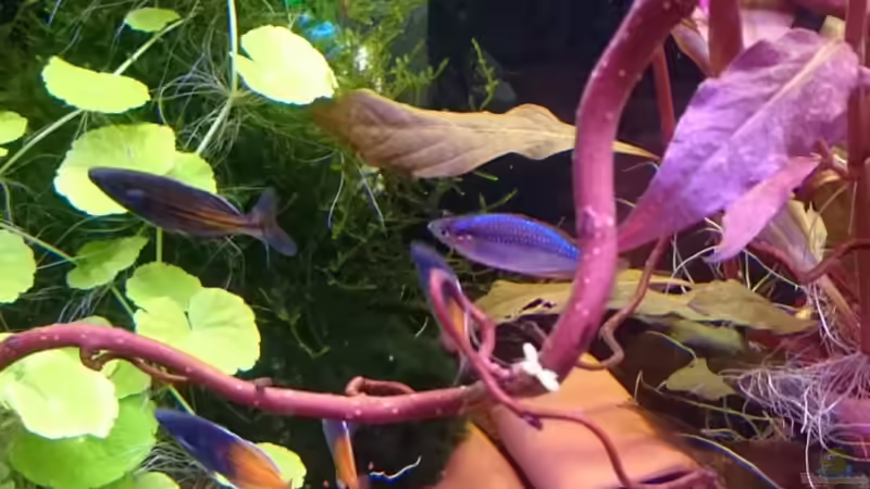 linke Seite des Aquariums... von rainbow2010 (18)