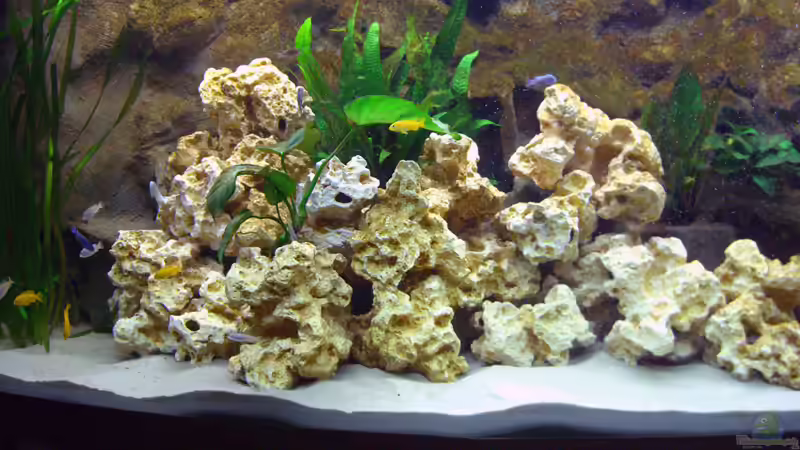 Linke Seite des Aquariums von Markus Hütte (5)