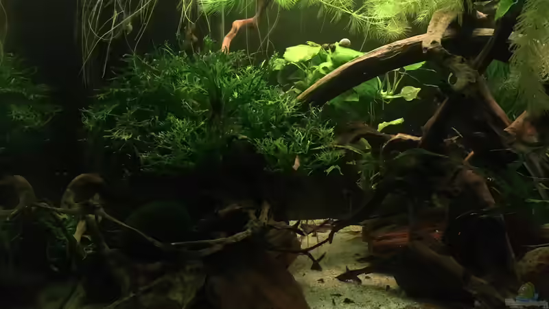 Linke Seite des Beckens  von Ottche (10)