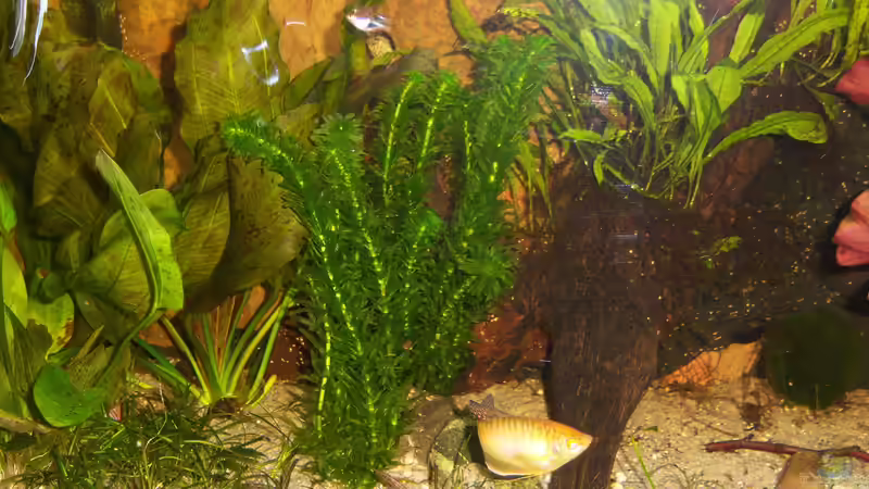 linke Seite des Beckens 12.02.2015 von Schratze (61)